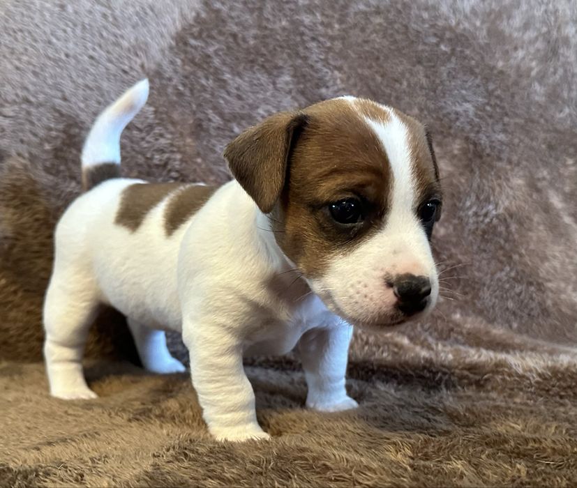 Jack Russell terrier suczka
