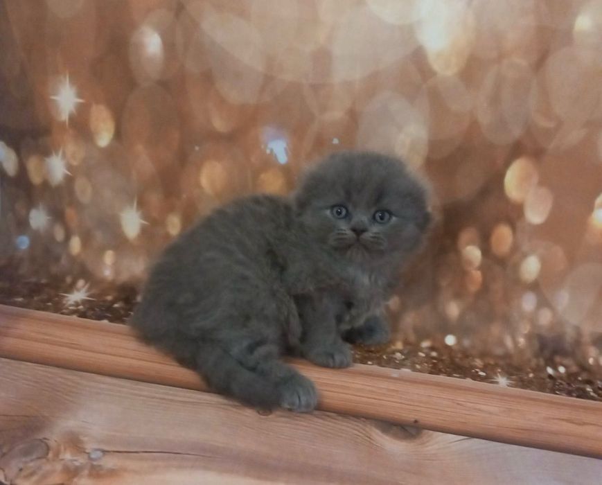 Scottish Fold Azul