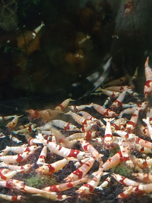 Krewetki PRL cardina