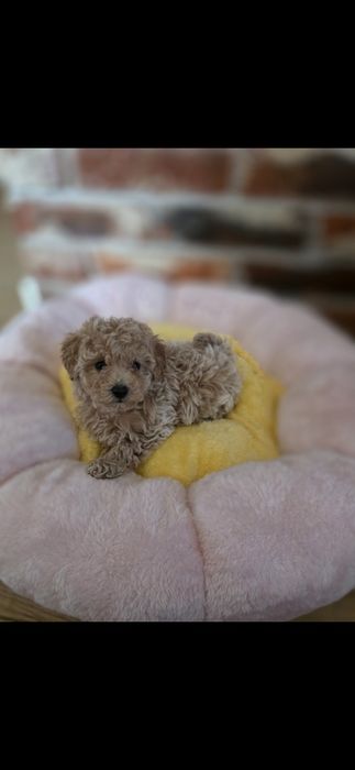 Maltipoo  f1 suczka mocny skręt do odbioru!!