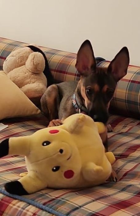 Hospedagem Familiar de Cães Casa das Patinhas  (Ambiente Seguro e