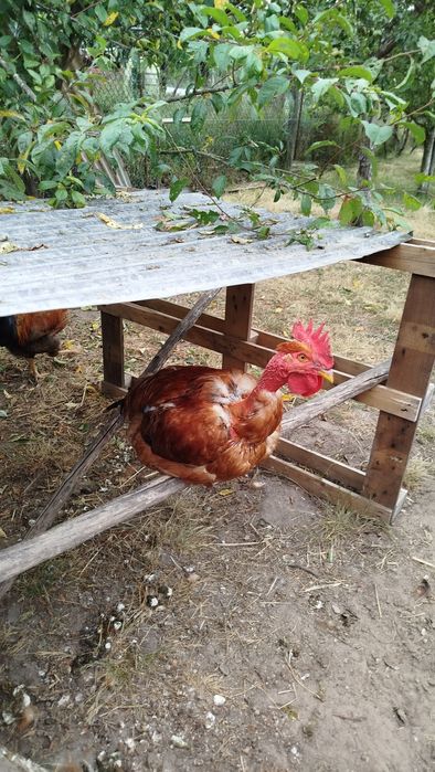 Galos caseiros adultos 25€