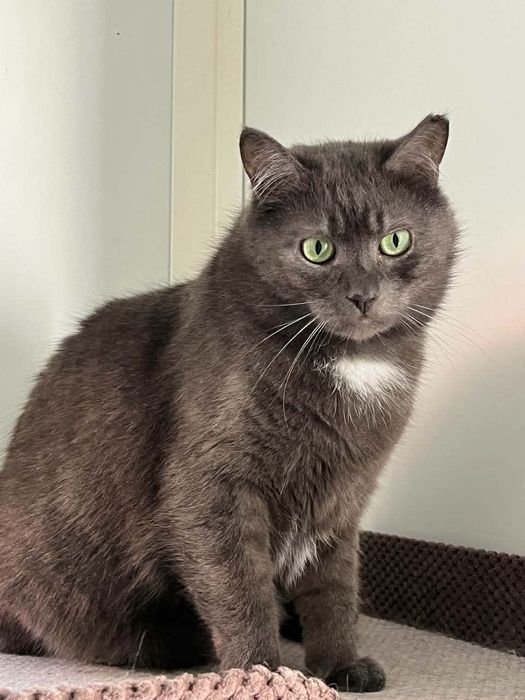 Персей шукає свій людину!