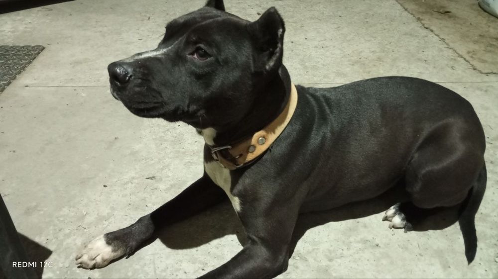 Стаффорд в хорошие руки бесплатно