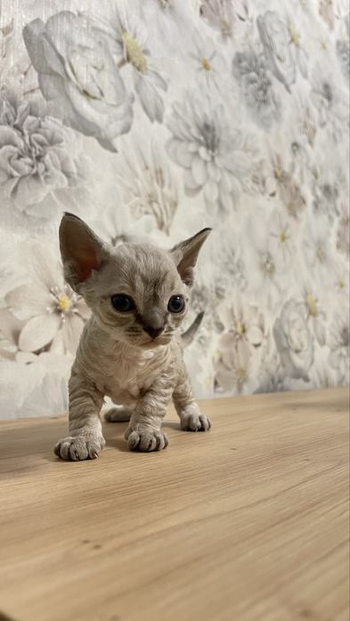 Вязка Девон Рекс