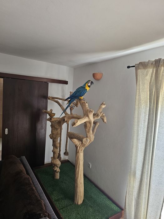 Arara com 1 ano e 3 meses. Bastante meiga e dócil. Habituada a arnes para passear com o seu tutor