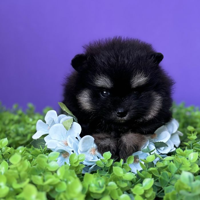 лялькова дівчинка тип ведмедика