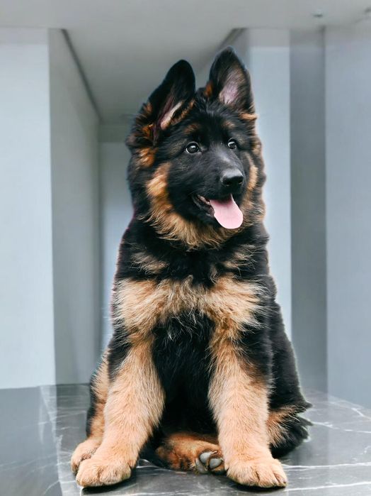 Високородна  довгошерстна красуня