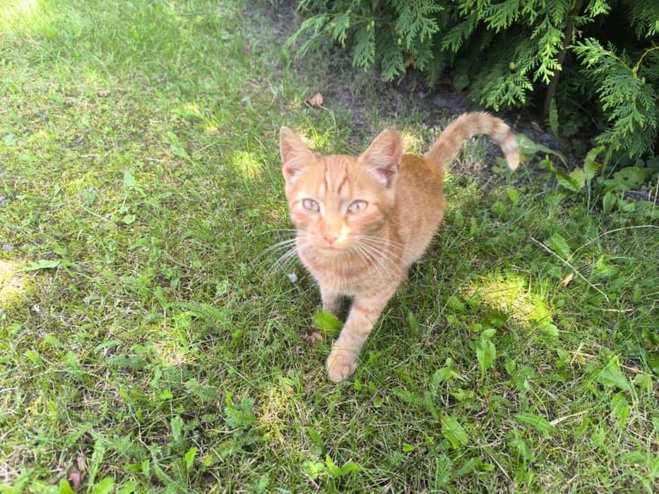 Mam kotki na oddanie