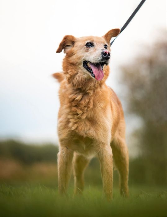 Beżowy puchaty piesek szuka domu