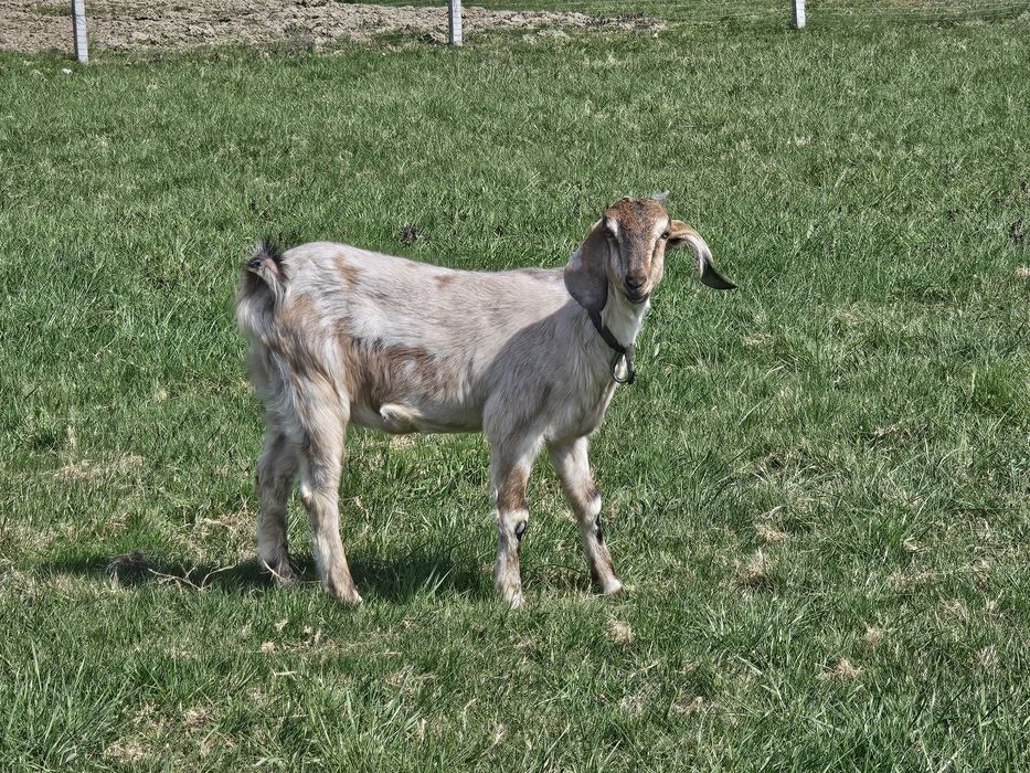 Kozy anglonubijskie/koziołki