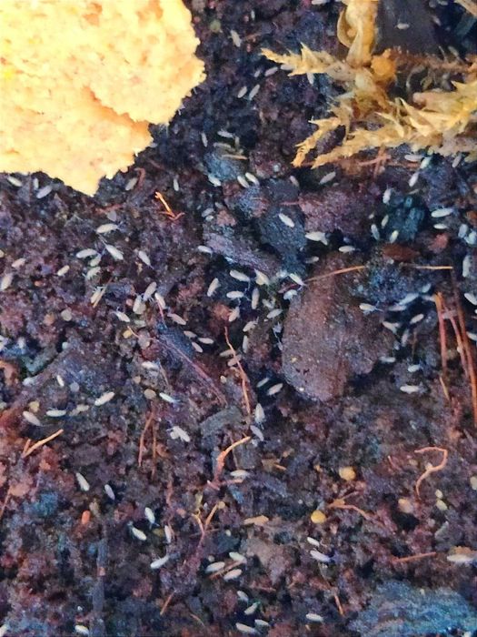 Skoczogonki najlepsza ekipa sprzątająca 1l 1000 ml,kulanki, pająki,owady