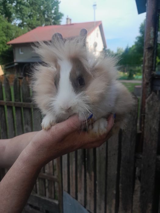 Króliki miniaturka lewek.