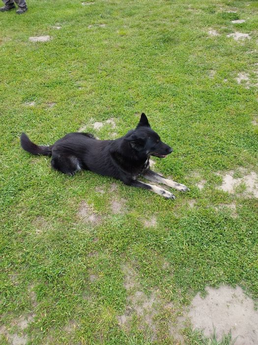 Віддам стерилізовану і вакциновану сторожеву собаку в добрі руки