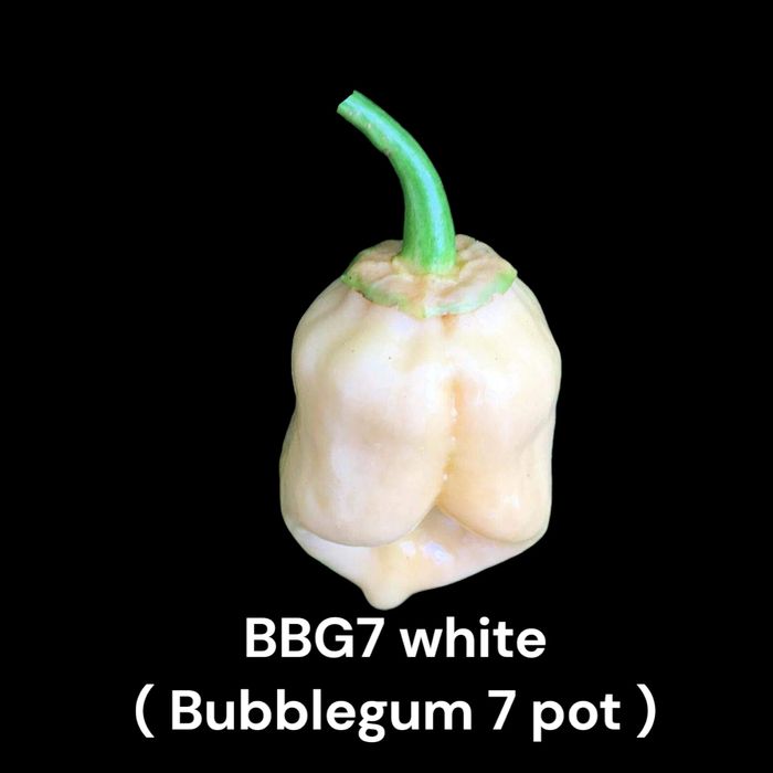 Vendo sementes de malaguetas raras
