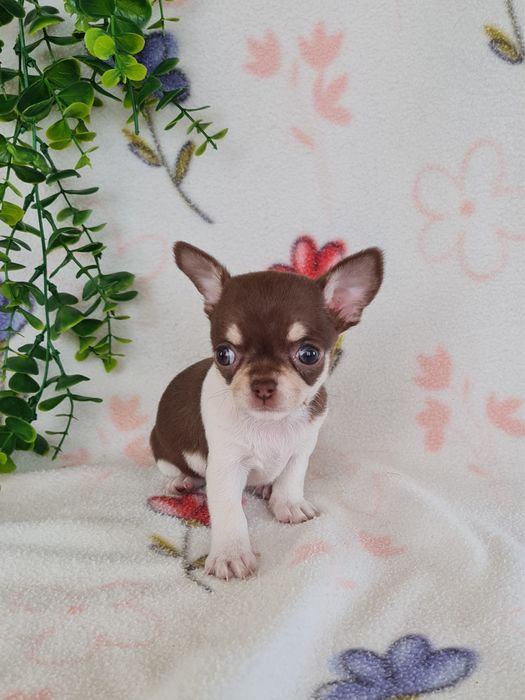 Excecional menina mini mini Chihuahua/Chiuaua,LinhagemRussa de Qualidd