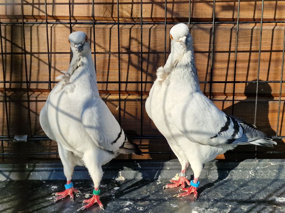 Mewka włoska włoskie gołębie ozdobne rasowe