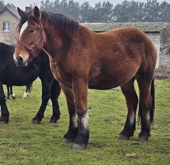 Klacz zimnokrwista 33 miesiące