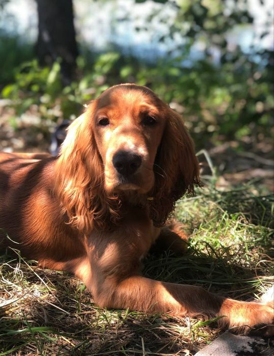 Английский кокер спаниель ищет невесту
