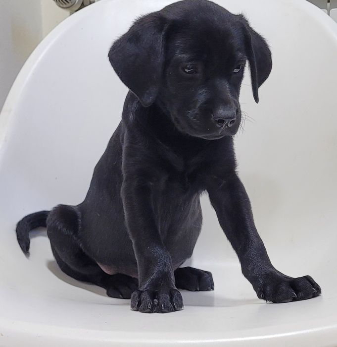 Labradora preta bebé