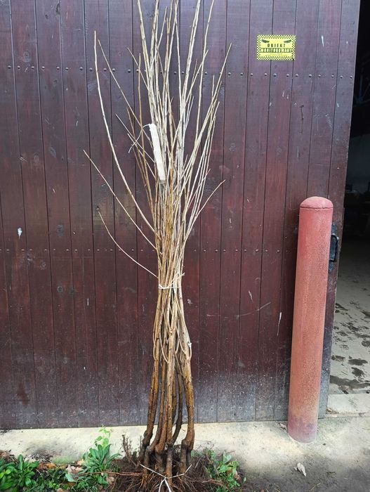 Sprzedam zdrowe, silne sadzonki drzewek owocowych.