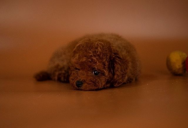 Ред браун той пудель,малиш