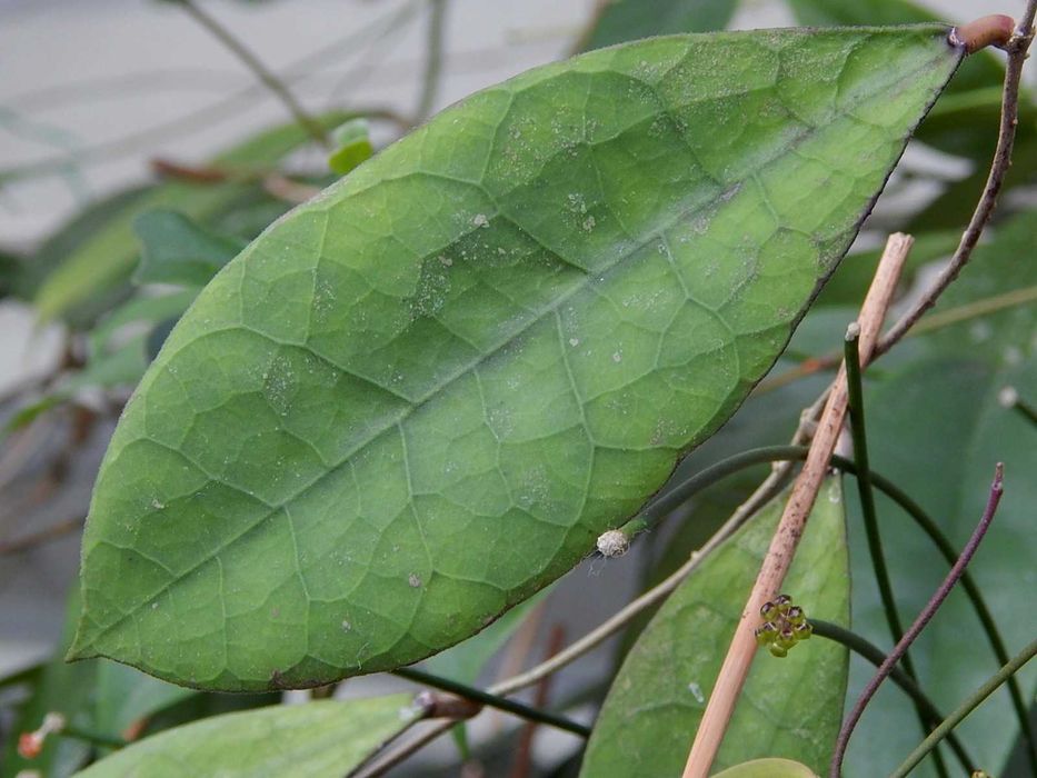 Хойя Hoya sp. aff. lambii