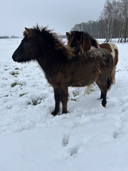 Sprzedam kucyka ogierka