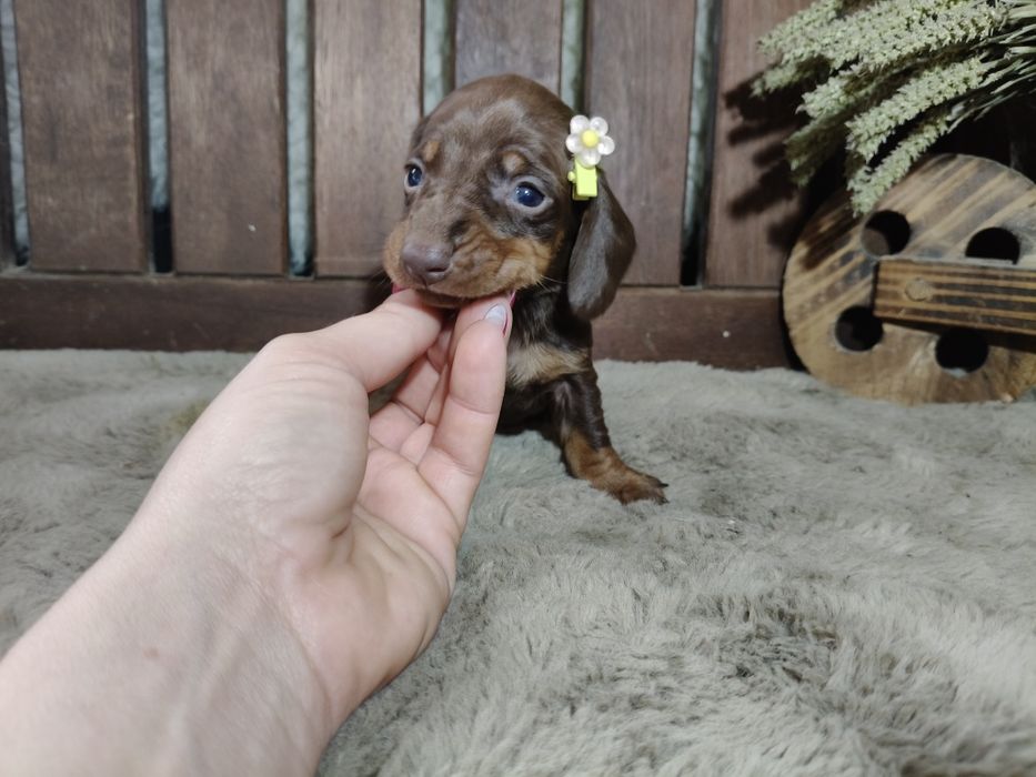 Teckel kaninchen menina com lop