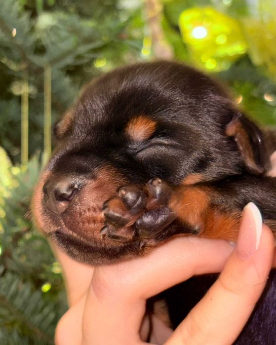 DOBERMAN dziewczynka na sprzedaż FCI