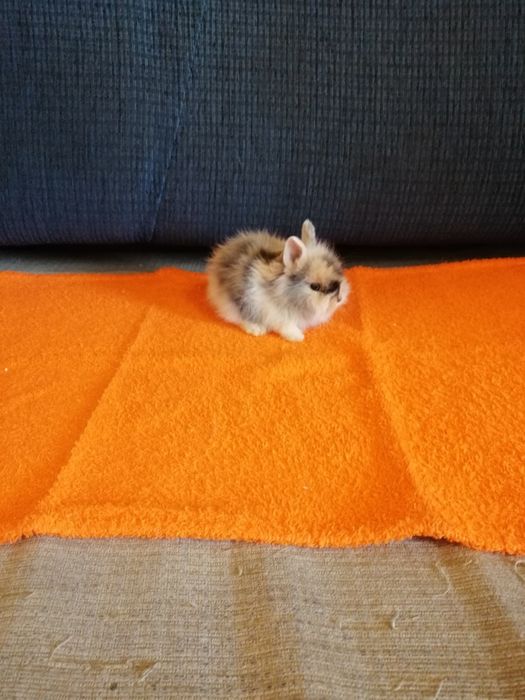 Króliczek karzełek Teddy, Mini Lop, gładki