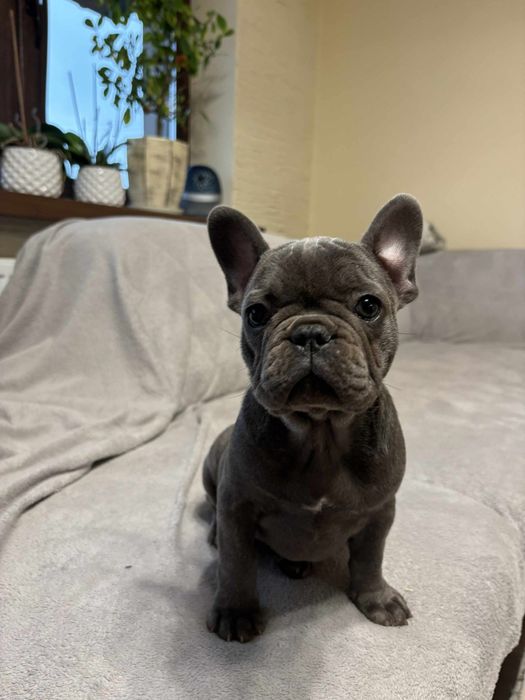 Buldog Francuski suczka niebieska Elza rodowód