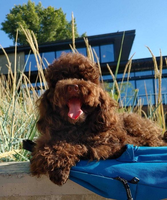 Шоколадний хутровий хлопчина Тойчик з наймимлішою мордою, вже юніор
