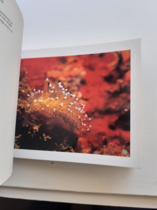 Book 30 postais, Expo 98