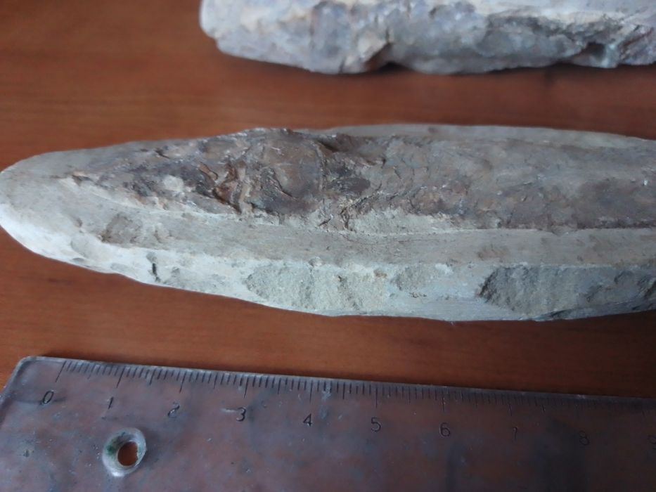 Fóssil Peixe Cretácico