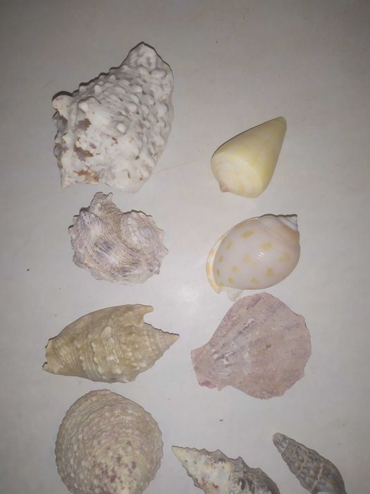 Ракушки морские для аквариума (конус и др), мушли.