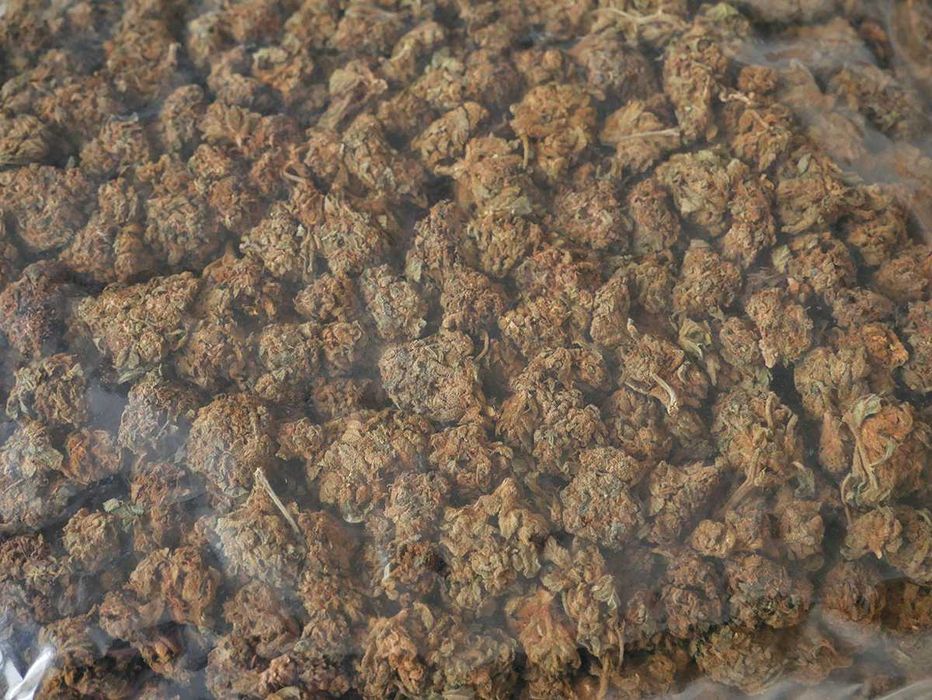 Susz CBD naturalny 1KG