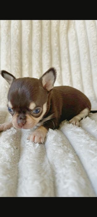 Chihuahua  Super Mini. Menino  Chocolate and Tan.Cabeça de maçã.