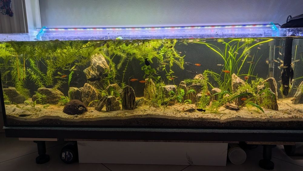 Akwarium 105 l. z pełnym wyposażeniem