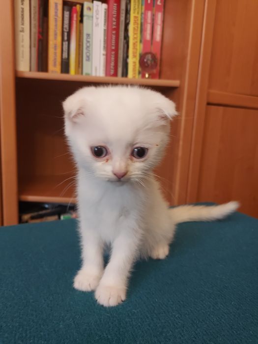 Кошенята скоттіш фолд