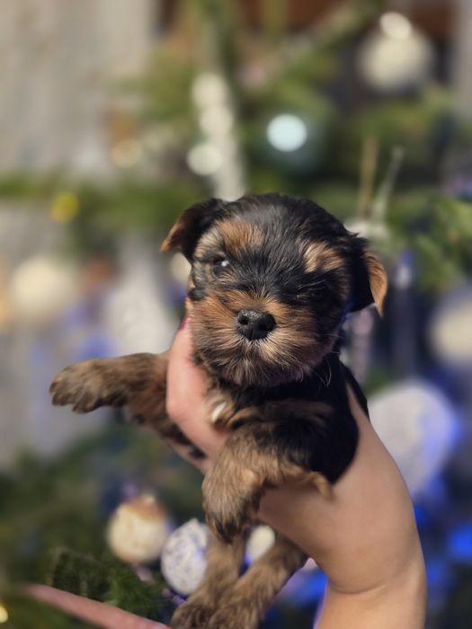 (Rezerwacja) York dziewczynka wielkość standard udokumentowane pochodz