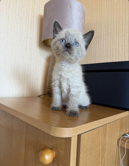 Тайская Милота)