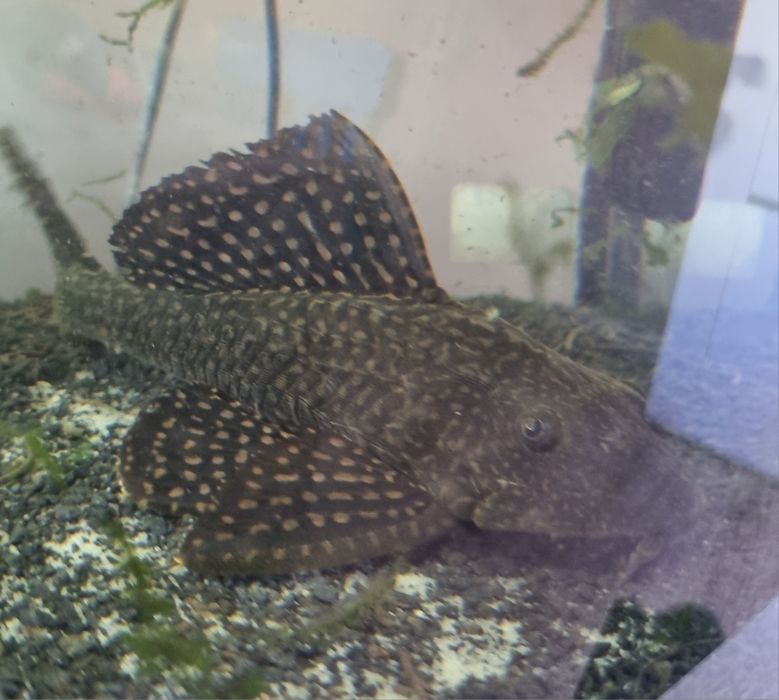 Zbrojnik ok.15 cm