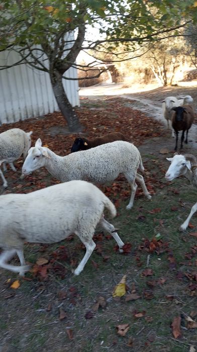 Ovelhas lacaune e bordaleiras