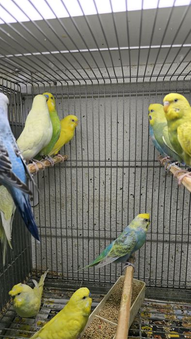 Periquitos de diferentes mutações