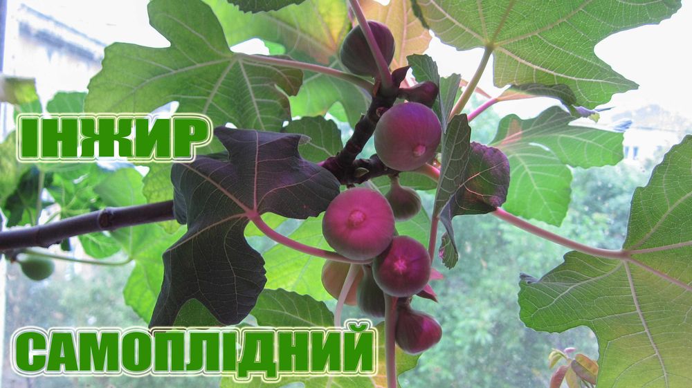 Лимон Кімнатний Крупноплідний Саджанці. Інжир. Ожина. Самшит.