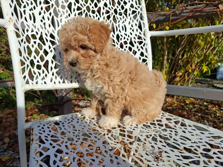 Maltipoo sunia gotowa