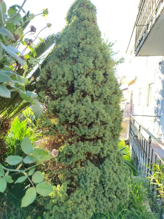 Pinheiro para jardim