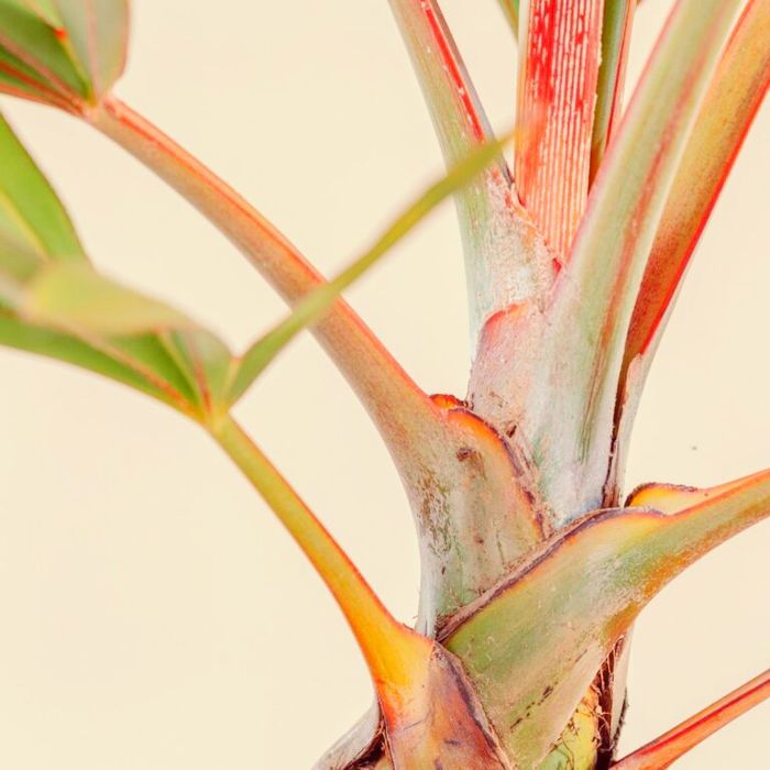 Excepcionais Latanias lontaroides, ou Latanias encarnadas