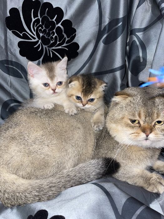 Лілова золота біколор scottish stright